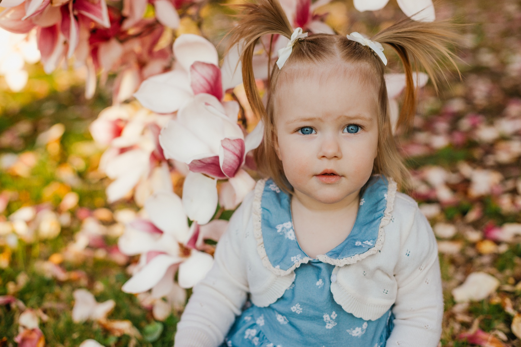 Toddler in blue dress with pigtails under magnolia blossoms — spring family session